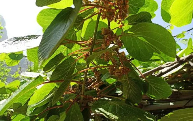 Shidu Rural Impression Farm House