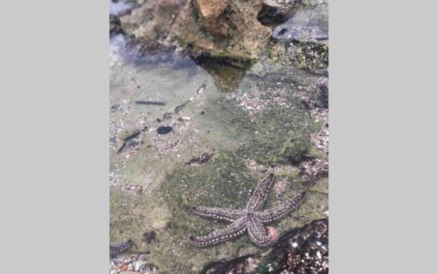 Roes In Vrede - Rust In Peace