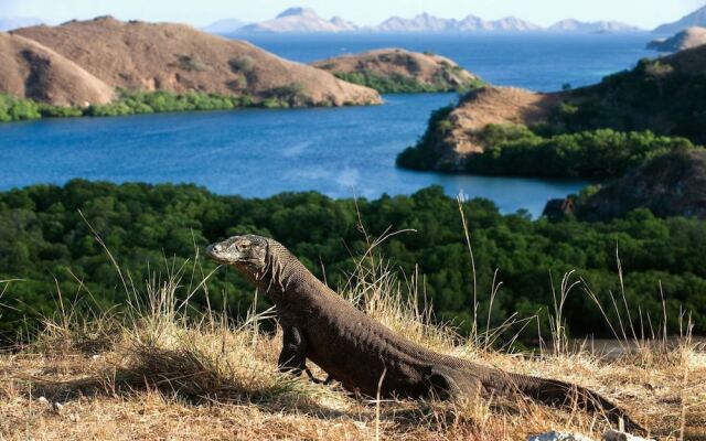 De Chocolate Labuan Bajo