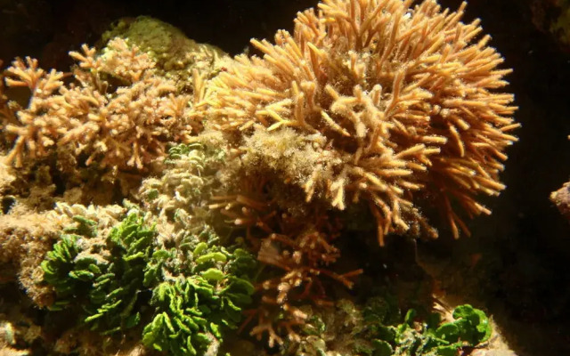 Pousada Kaluana