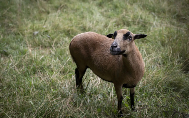 Waldgasthof zum Geländer