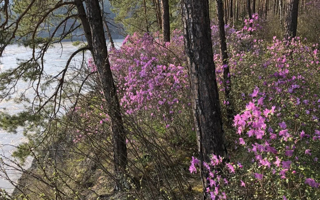 Путь Шамана