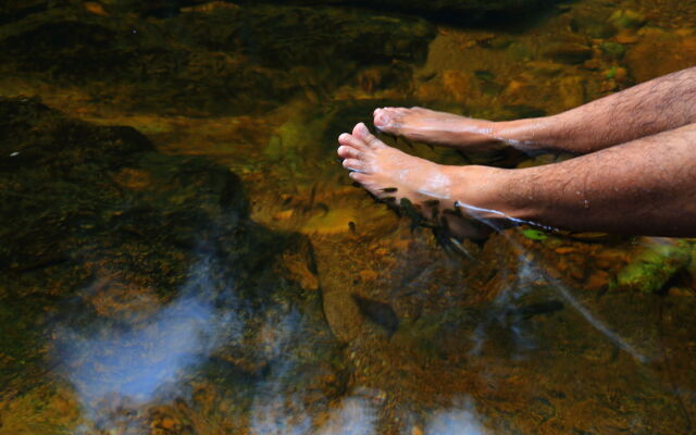 The Rainforest Ecolodge