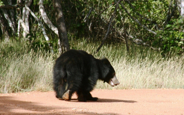 Explorer by Eco Team - Wasgamuwa National Park