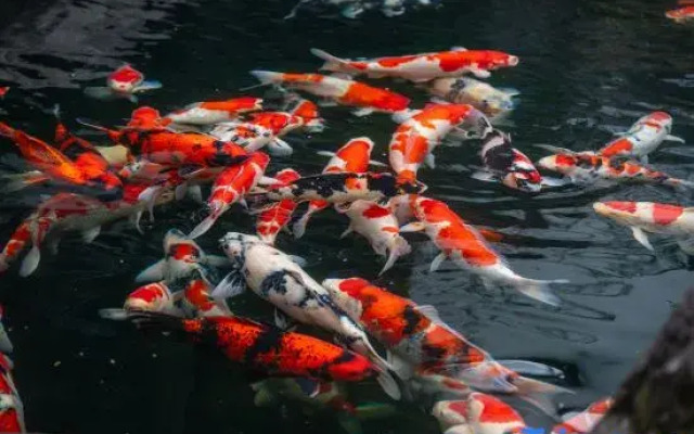 Yunshang Grassland Yinshe Courtyard Meisu