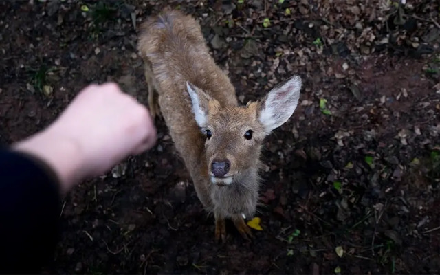 Yueyin Chongqing Courtyard