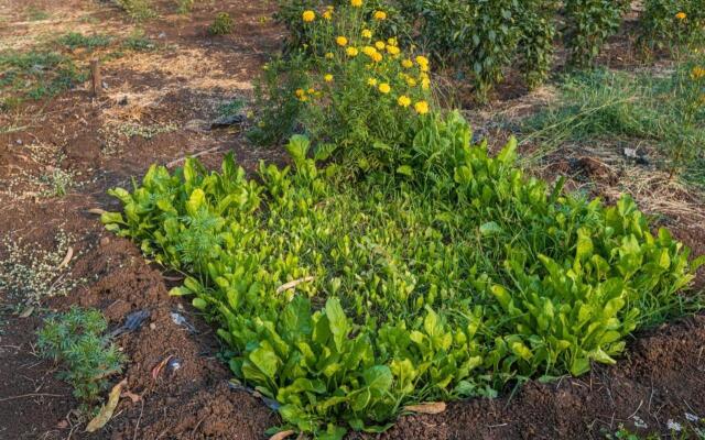 SaffronStays Serene Retreat, Alibaug