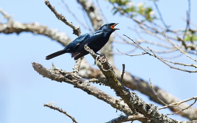 Zulu Rock Game Ranch