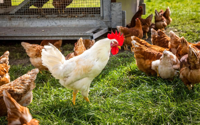 Ferienhaus Schlagerbauer Biohof