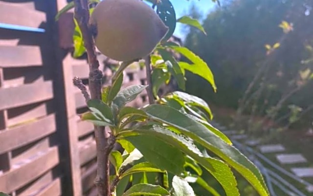 Mubarak 7 - A small chalet