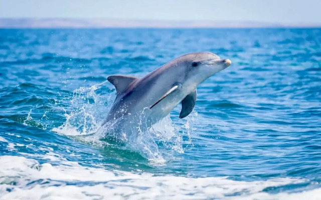 Unwind Kangaroo Island Dreaming