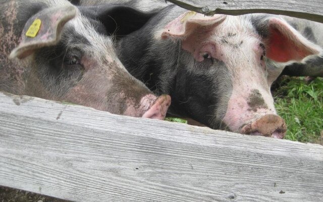 Apartment Galtenberg