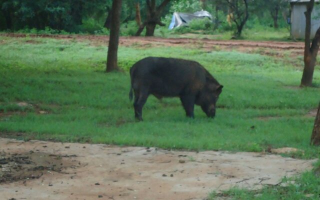 Yala Big Game Drive with Heina Eco Team