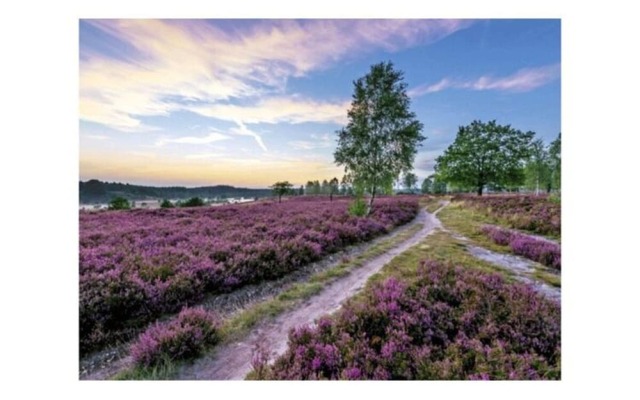 Holiday Home in the Fairytale Forest