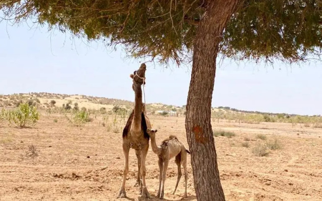 Hitesh Desert Safari Khuri