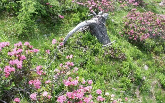 Ferienwohnungen Steidl