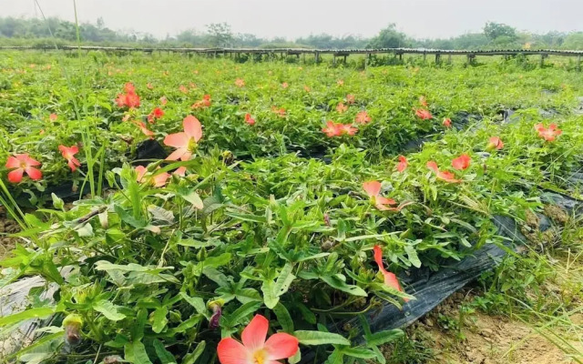 Thanh Chiem Village