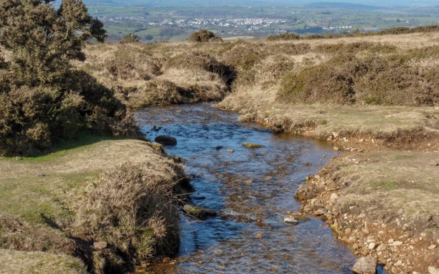 37 Tamar