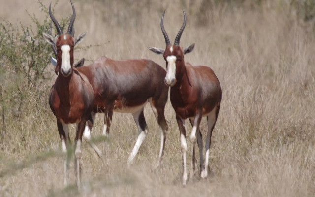 Mziki Safari Lodge
