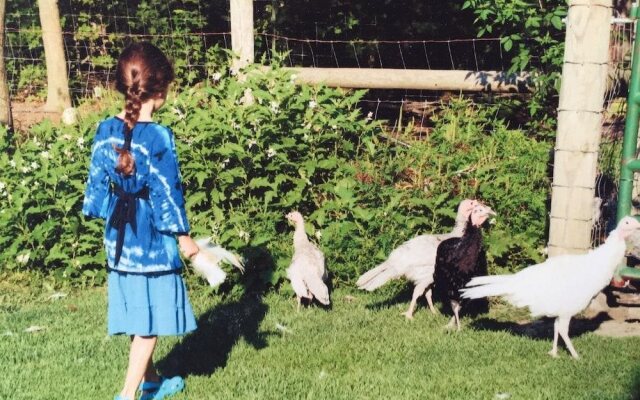 Bryn Meadow Farm and B&B