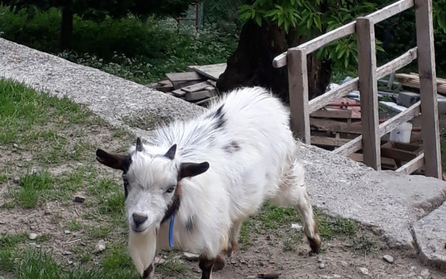 Vecchiascuola di Pianazzola