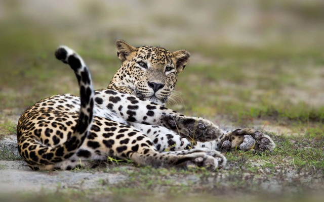 Mahoora Tented Safari Camp All-Inclusive - Wilpattu