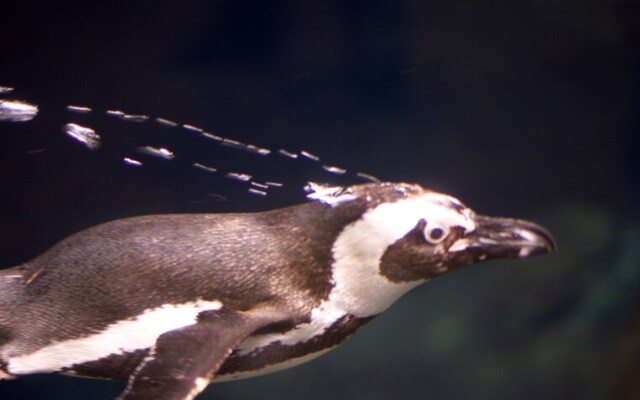 Whispering Pines 552