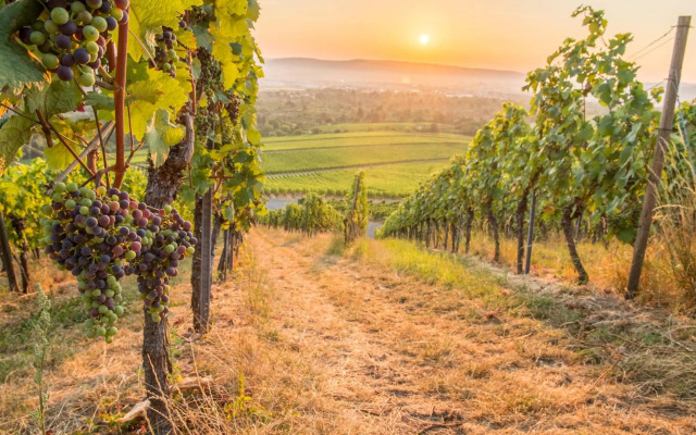 Stilvolle FeWo *Rebland* Balkon-Netflix-Parking