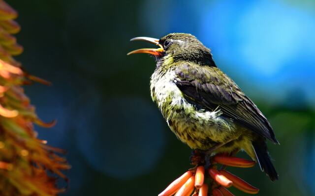 Shamwari Sarili Lodge