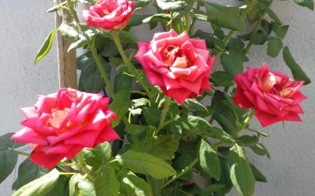 Roses Studio 2 & 3