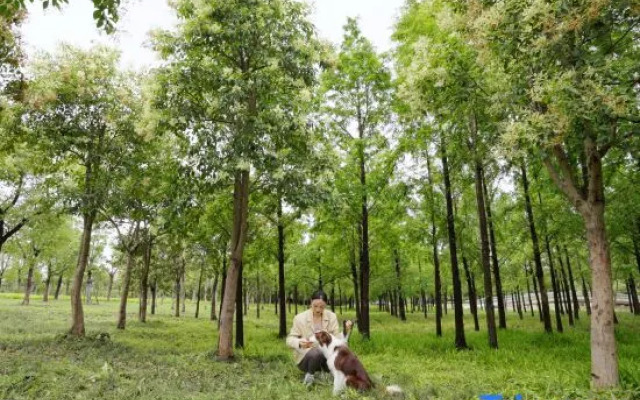 Shang Hang Sen Lan BLOSSOM MANOIR·Green Lane