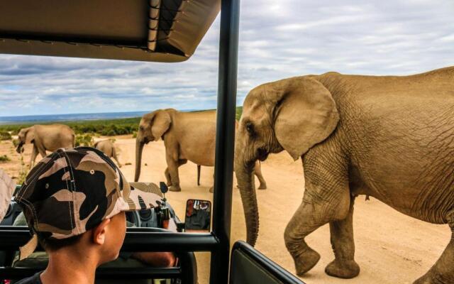 Addo Wildlife