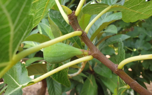 Casa on large property with private Pool