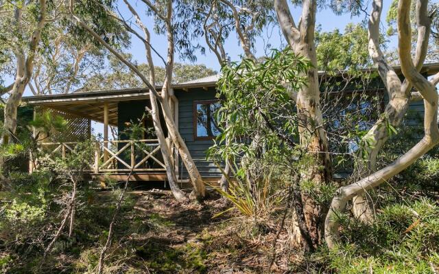 Scribbly Gum