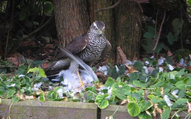 Traditional Apartment near Sea in Kühlungsborn