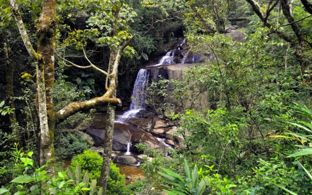 Wild Glamping Knuckles