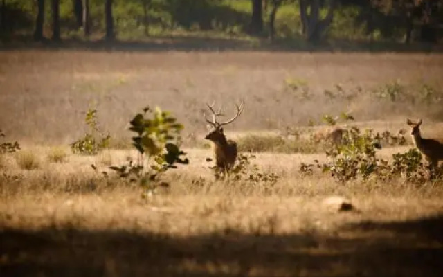 Singinawa Jungle Lodge Kanha