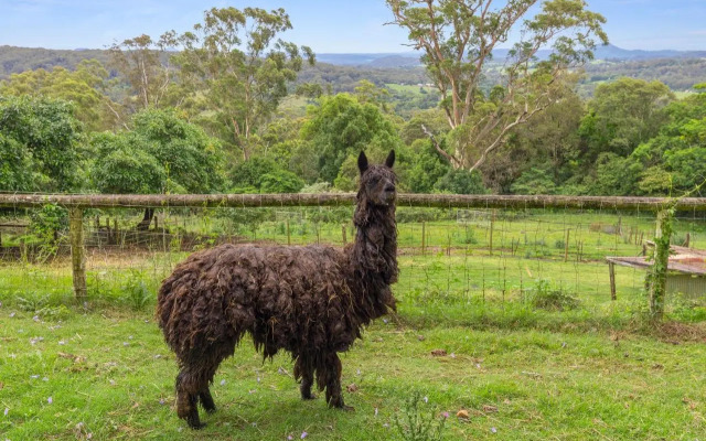 Serendipity Farm