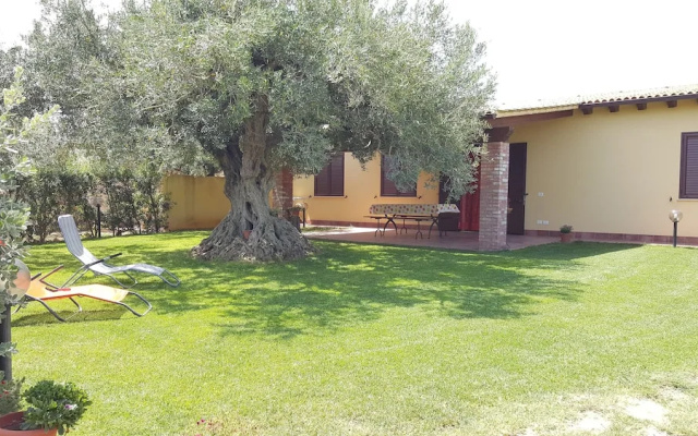 House Surrounded by Olive Trees
