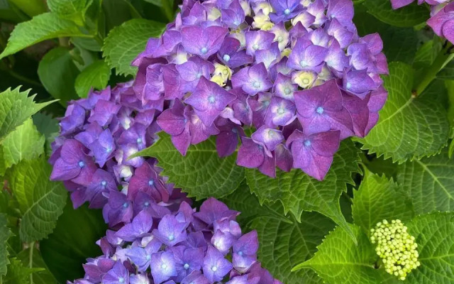 Rosa Home Loo Guest House