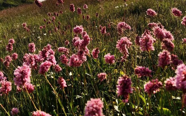 Migroras Otel & Restaurant - Karestel Yaylasi