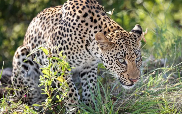 Leopard Sands, Kruger Park