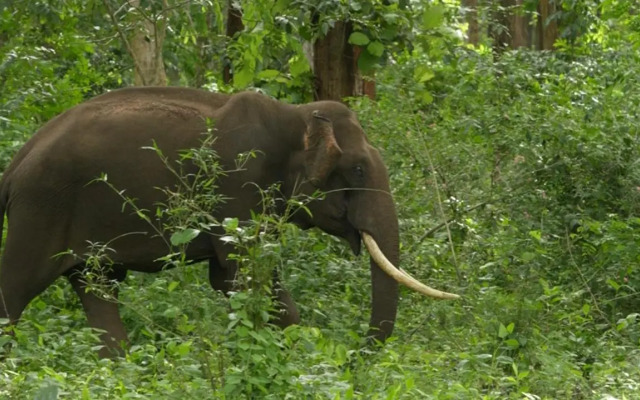 Wild Tusker Masinagudi by LexStays