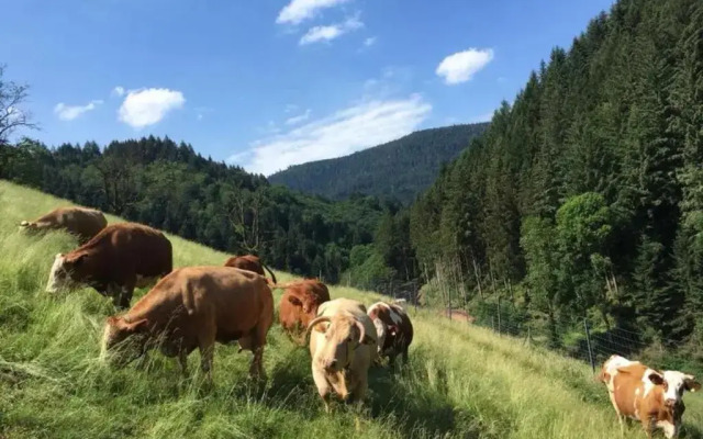 Springhansenhof