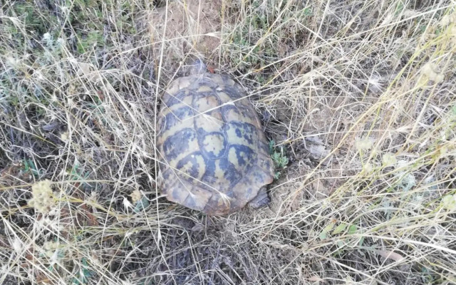 Privilege Fort beach Apartman Sveti Vlas 61m2