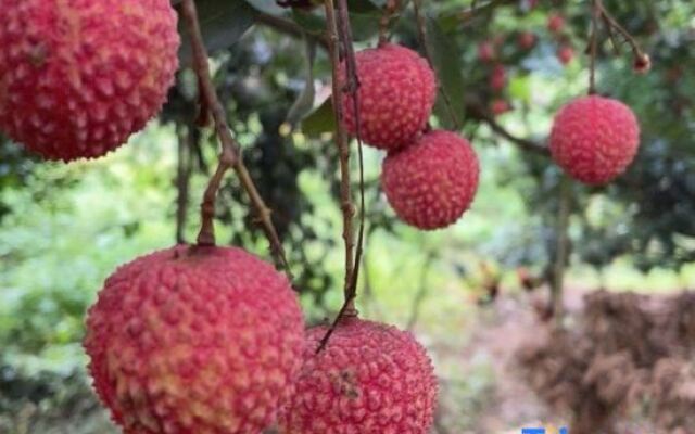 Vienna Hotel (Guangzhou Conghua Huanshi East Road Jiangpu)