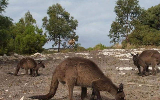 Sea Dragon Kangaroo Island
