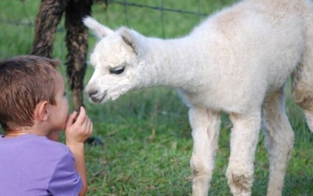 Jacaranda Creek Farmstay and Bed and Breakfast