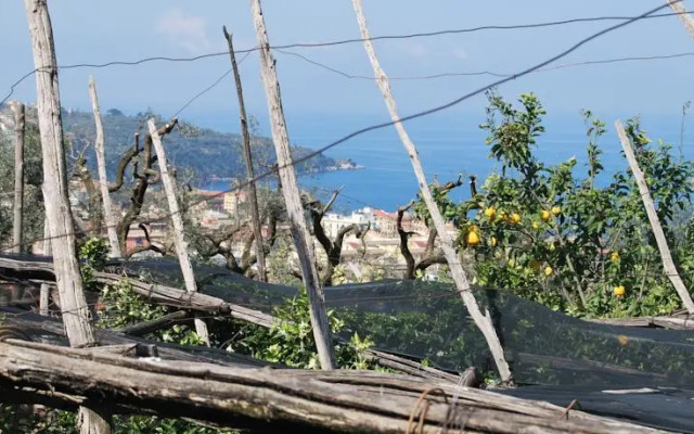 Sorrento Studios Lemons Hill