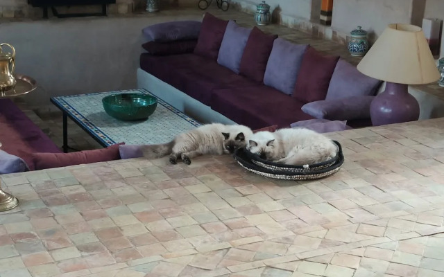 Riad Jardin des Orangers